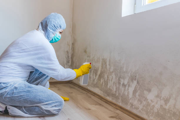 Licensed Mold Remediation service in Mickleton, NJ - Car Mold Remediation